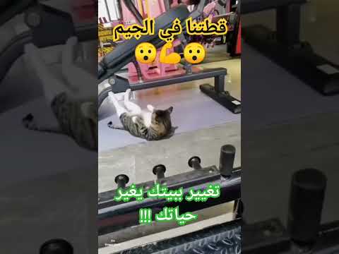 في الجيم اقوى تمارين البطن 2023 القط الشقى غير بيئتك تتغير حياتك Funny Motivation
