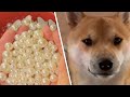 ASMR Puppy Jewelry 🐾✨ Handcrafting a Pearl Collar for Dangao 蛋糕 🍰