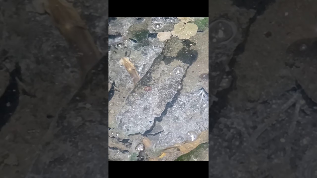 cewe ini perdana mancing belut langsung heboh 