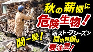 【薪ストーブ】秋の薪棚には危険生物が！気を付けて！