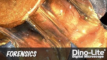 Dino-Lite Applications: Forensics