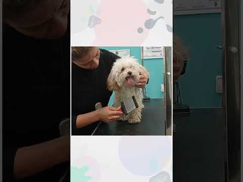 Cómo manejar a un perro que "no se deja"