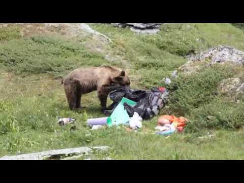 Как нас гонял медведь а мы медведя