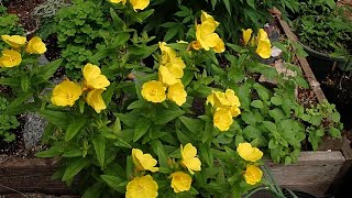 The Good, Bad, and The Ugly - Funky Garden Tours 06-22-25 - More Of The Same Hot AF Solstice Edition