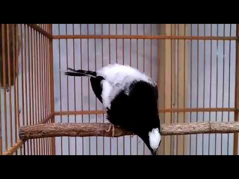 kacer air atau manintin gacor teler