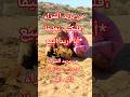 من يريد الشراء فليكتب تعليقاً، أنا أريد البيع*🐪🐫🐪🐫🐪🇵🇰🇵🇰🇵🇰🇵🇰