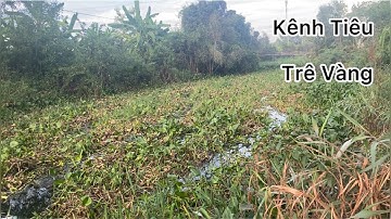 câu cá rô đồng trê vàng phát hiện một con kênh mới câu đêm phê lắm