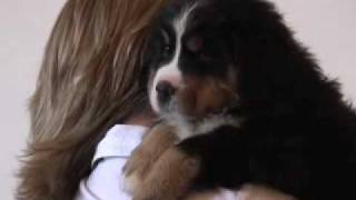 Bernese Mountain Dogs: Pros and cons