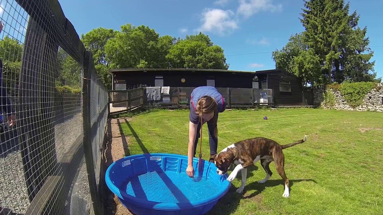 dog kennels and cattery near me