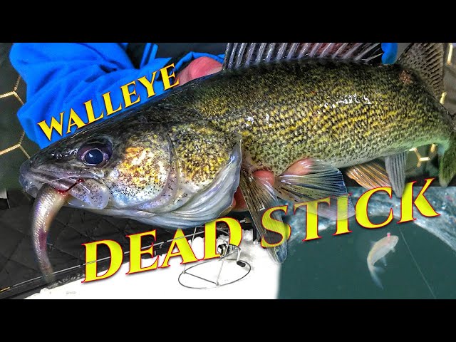 Dead Sticking Walleye Tricks 