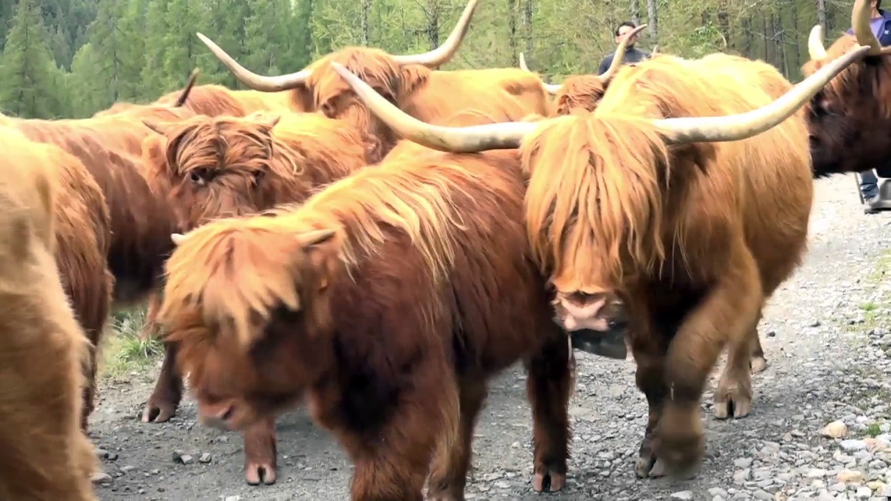 Transumanza, , 19 Settembre 2016