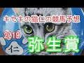 弥生賞2019　キセキの猫仁の競馬予想