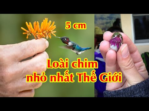 Video: Hummingbird, chim. Loài chim nhỏ nhất trên thế giới: mô tả, ảnh và giá
