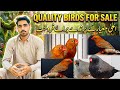 Quality Bird's For Sale | Orange Finches Charcoal Finches | 