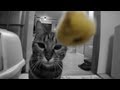 けしからん猫のたいせつなもの。Cause he is just a cat...2