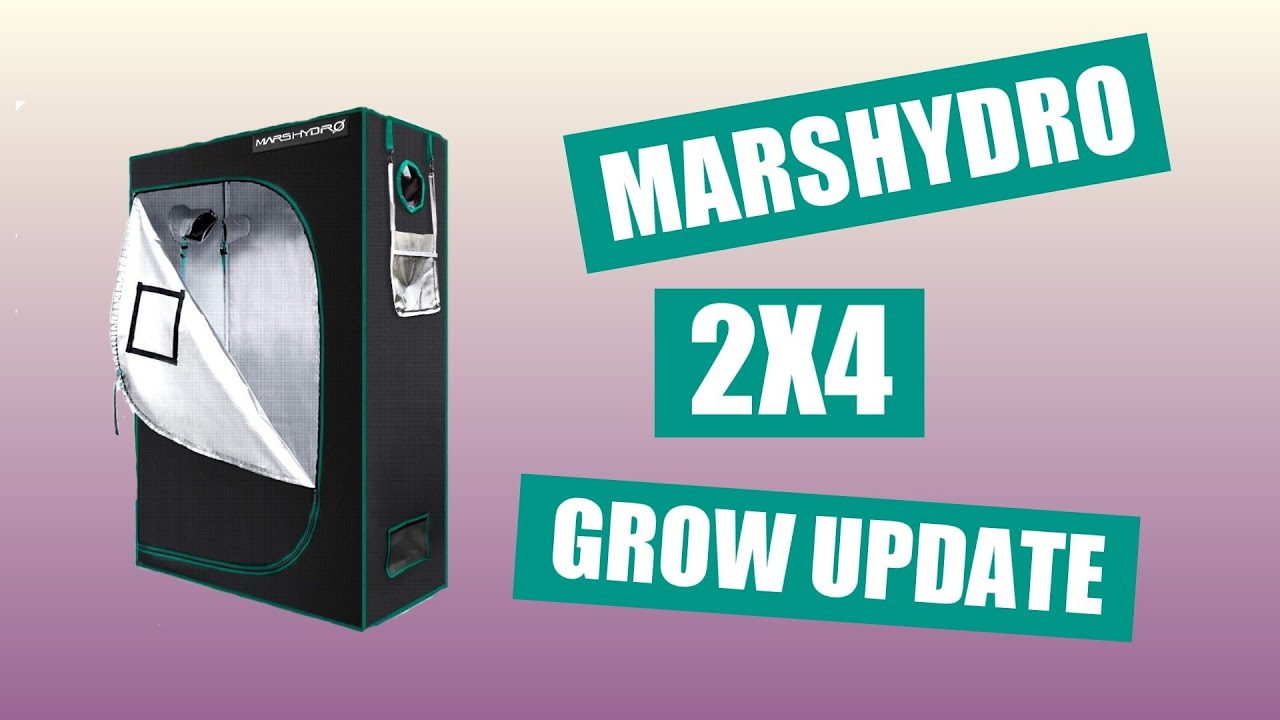 MarsHydro 2x4 grow update