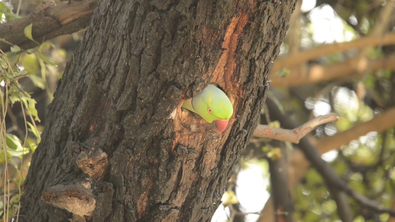 Rose ringed parakeet in nest 