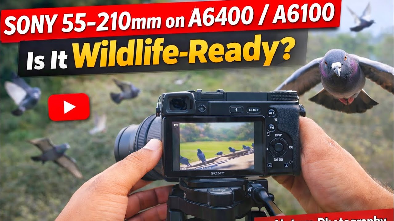 Sony 55-210mm on A6400 / A6100 – Is It Wildlife-Ready? Nature Photography Review” 