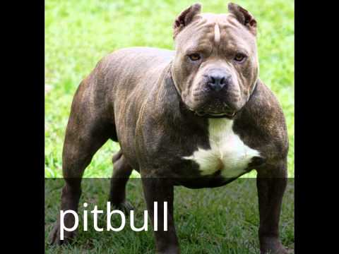 dogs 101 pitbull dogs 101 doberman pitbull staffordshire bull terrier and st bernard dogs 101 pitbull dogs 101 doberman pitbull staffordshire bull terrier and st bernard
