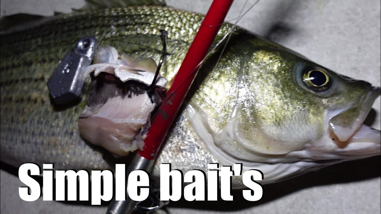 WOW!Catch Big Hybrids and Catfish with this Simple Bait 