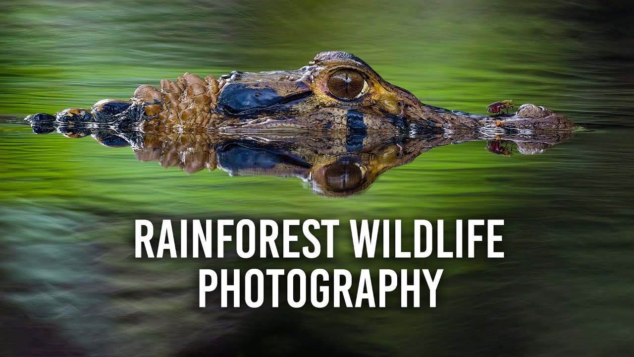 Photographing Wildlife -- Photo Tips -- National Geographic