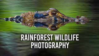 Photographing Wildlife in the Amazon Rainforest, Ecuador