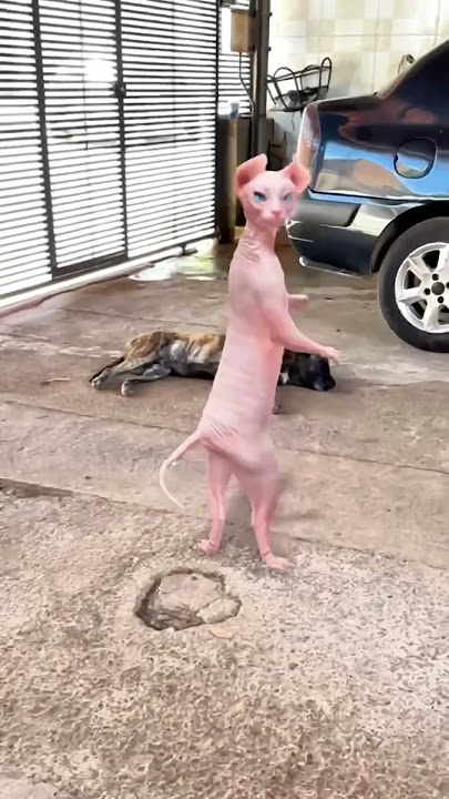 GATO DANÇANDO 😂😂😂#shorts #funny