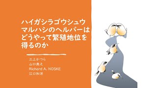 ハイガシラゴウシュウマルハシのヘルパーはどうやって繁殖地位を得るのか 　三上かつら（バードリサーチ）山口典之（長崎大）Richard A. NOSKE（チャールズダーウィン大）江口和洋（九州大）