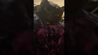 KitTy CaT-