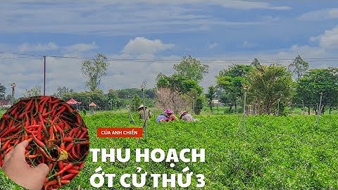 THU HOẠCH ỚT CỬ THỨ BA CỦA ANH CHIẾN