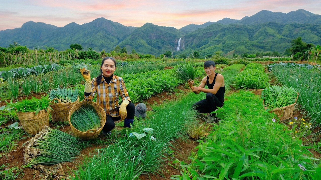 Harvest Green Onions,Water Spinach To Sell – Eat Sticky Rice Cooked By My Brother – Grow Vegetables