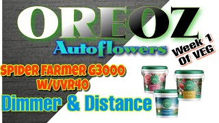 Autoflowers / Oreoz : Spider Farmer G3000 w/ UVR40 / Dimmer and Distance /Gaia Green in Coco Loco