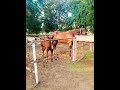 گھوڑی ناز وطن اور اس کی وچھری ماشاءاللہ Horse Viralreels Viralvideo Viral Reels Youtubeshorts 