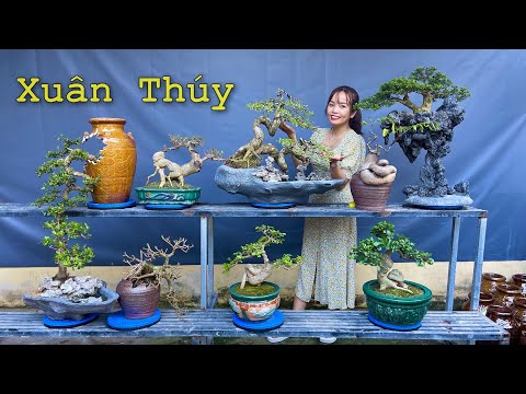 Video Bonsai Phong Cách 3 Miền dáng đẹp, nhà vườn Xuân Thúy... - youtube