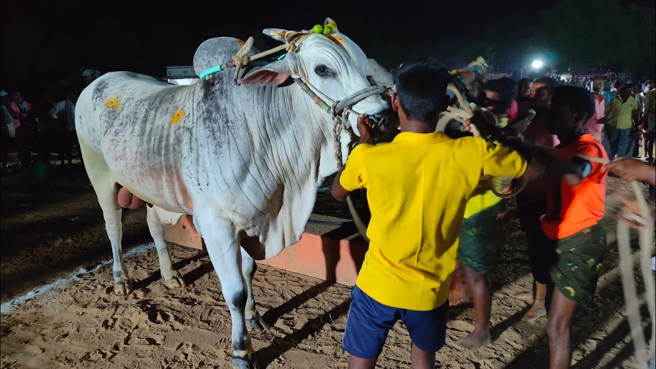 గిద్దలూరు సీనియర్స్ 10జత YPR Bulls ఏల్చల ప్రసన్నా రెడ్డి గారు & KVR Bulls కటకం వెంకటేశ్వర్లు 3544.9