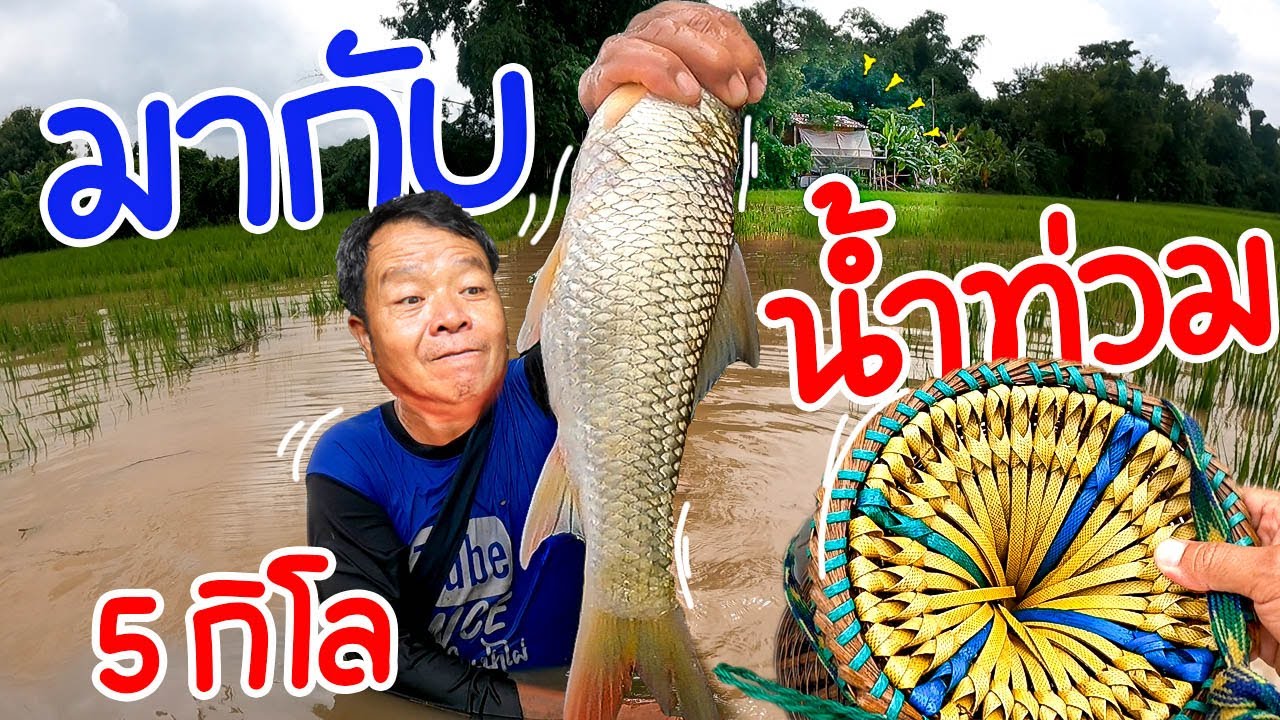 โดนอีกแล้ว!! น้ำท่วม จับปลากับพ่อ ได้ปลาใหญ่ คุ้มมาก !! l ครัวป่าไผ่ SAN CE