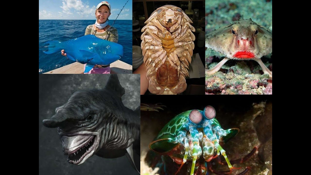 LES CRÉATURES LES PLUS ÉTRANGES !!!