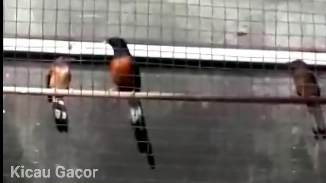TERAPI BURUNG PALING DI CARI - Suara murai batu kawin ampuh pikat bunyi