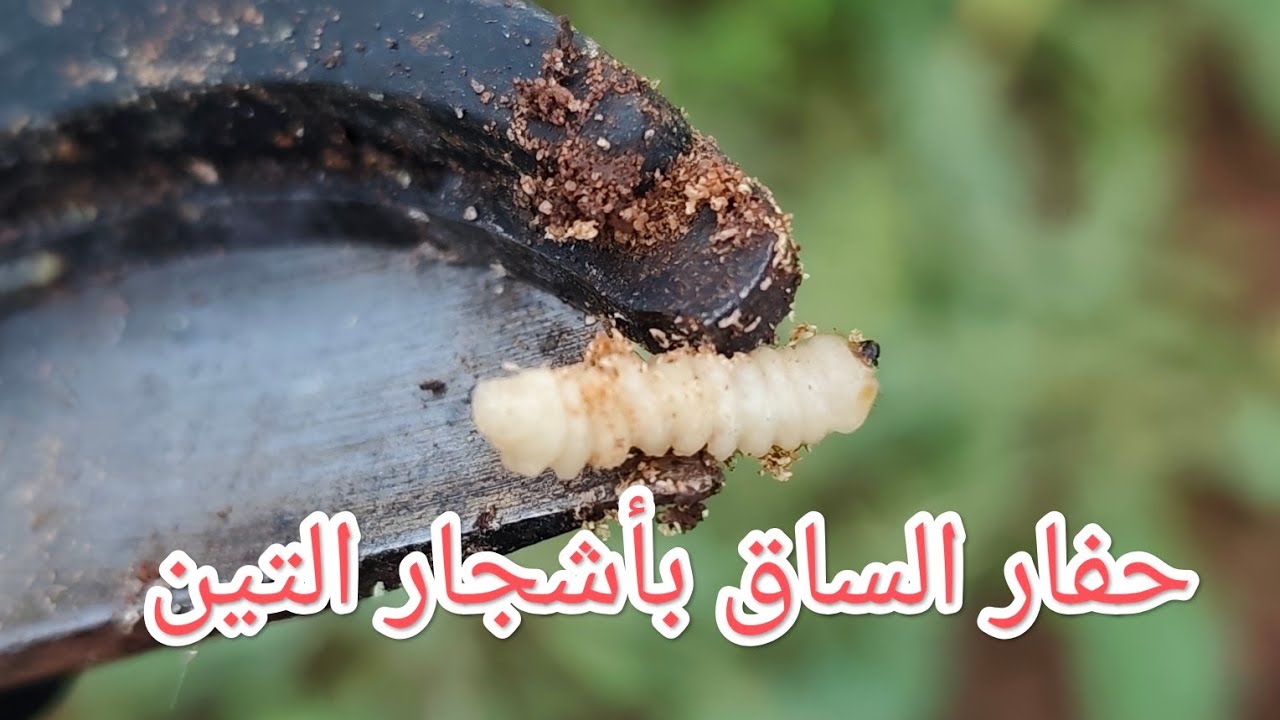 اشجار التين وخطر حفار الساق