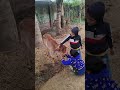 beautiful calf Moo sound#an adorable little baby cow
