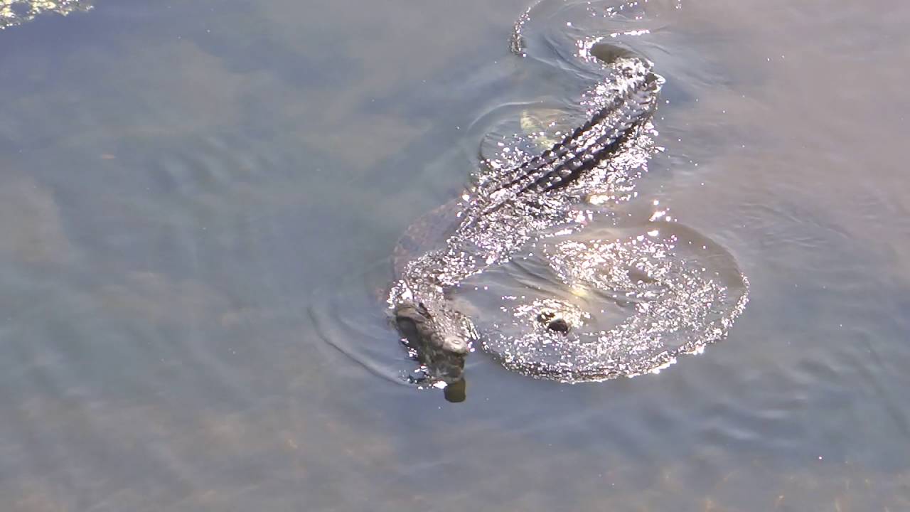 Crocodile Mating at Ngwenya Lodge, Komatipoort, Mpumalanga