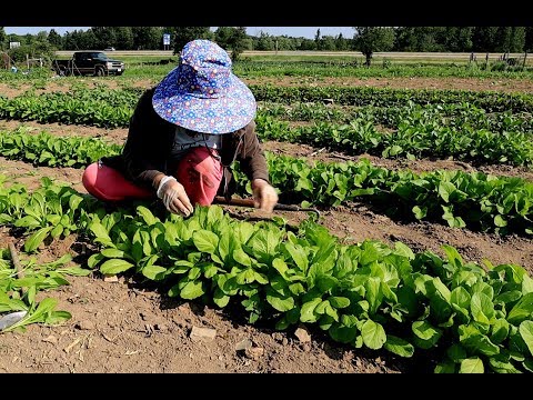 Video: Dab tsi yog Perennial Zaub: Hom Zaub Perennial Rau Gardeners