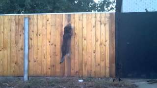 Валет берёт барьер ( продолжение). Dog jump. Валет берёт барьер ( продолжение). Dog jump.