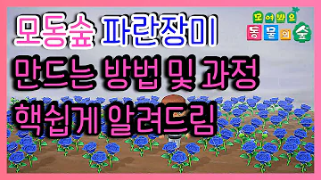 푸른장미 푸른장미