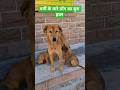 गर्मी के मारे डॉग का बुरा हाल #straydogs #animalcare #dogrescue #trending #animalhelp