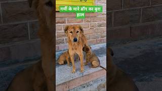 गर्मी के मारे डॉग का बुरा हाल #straydogs #animalcare #dogrescue #trending #animalhelp