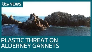 Alderney's gannets put at risk by plastic pollution | ITV News