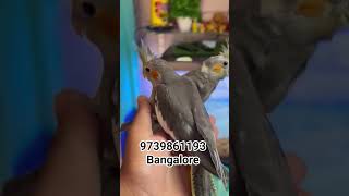 full hand tamed cocktail available #9739861193  please subscribe my channel Bangalore satellite 🦜✨💞💓
