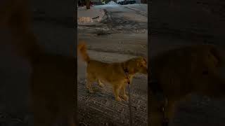 Dog Starts Growling at a Snowman Outside