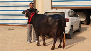 7 Buffaloes for sale, 7 ਮੱਝਾਂ ਵਿਕਾਊ 